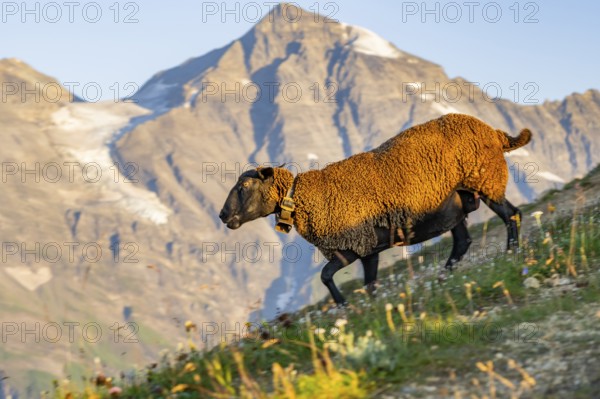 Domestic sheep (Ovis orientalis aries) at sunrise in the Mountains at Hochalpenstraße, Pinzgau, Salzburg, Austria, Europe
