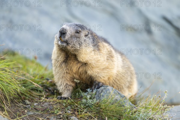 Alpine marmot (Marmota marmota) in autumn, Grossglockner, High Tauern National Park, Austria, Europe