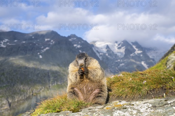 Alpine marmot (Marmota marmota) in autumn, Grossglockner, High Tauern National Park, Austria, Europe