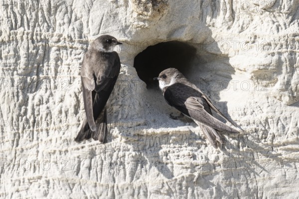 Sand martins (Riparia riparia), Emsland, Lower Saxony, Germany, Europe