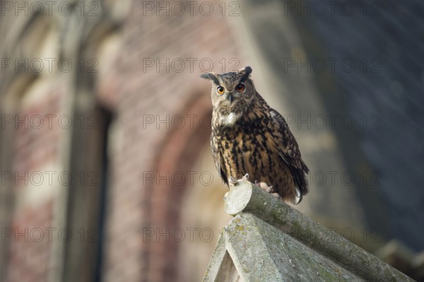 Owl in the city... European eagle owl (Bubo bubo) looking down from the roof of a church where the eagle owls are nesting in a nesting aid, animals in the city, native birdlife, wildlife, nature, wildlife, Lower Rhine, North Rhine-Westphalia, Germany, Western Europe, Europe