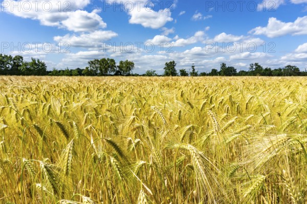 Grain field, in front of harvest, barley, near Bottrop-Kirchhellen, North Rhine-Westphalia, Germany, Europe