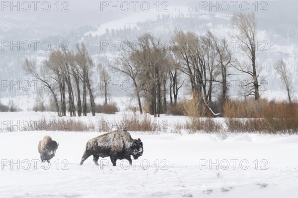 In the wide valley... American Bison (Bison bison) in winter, bison in the wide, snow-covered plateau of the Lamar Valley at a prominent location in Yellowstone NP, Yellowstone NP, Montana, North America, United States of America