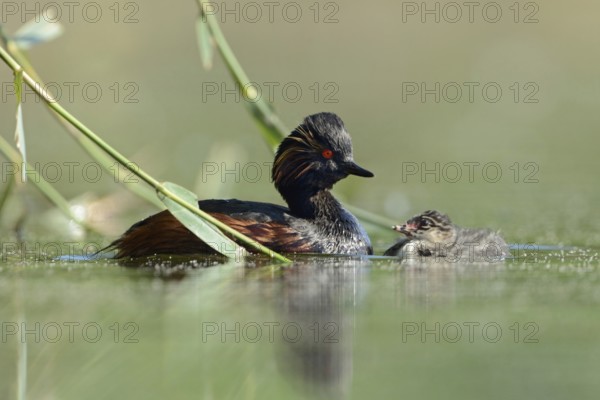 Black-necked Grebe (Podiceps nigricollis), young and old, chicks with adult bird, swimming breast to breast opposite, young black-necked grebes are nest fugitives, leave the nest soon after hatching, cute and funny picture, water birds, native nature, Lower Rhine, Rhineland, North Rhine-Westphalia, Germany, Western Europe, Europe