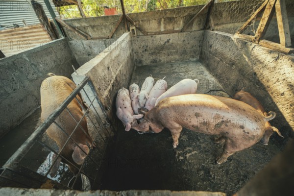 Beautiful fat pigs in a home farm