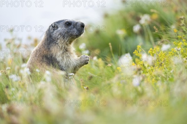 Alpine marmot (Marmota marmota) in autumn, Grossglockner, High Tauern National Park, Austria, Europe