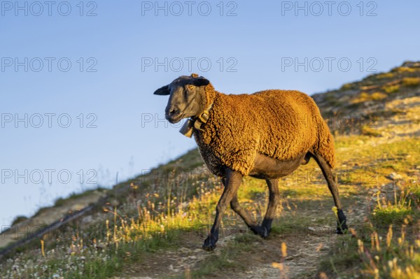 Domestic sheep (Ovis orientalis aries) at sunrise in the Mountains at Hochalpenstraße, Pinzgau, Salzburg, Austria, Europe