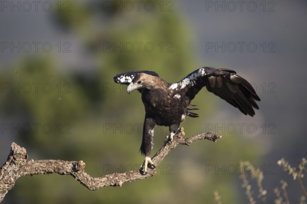 Iberian Eagle (Aquila adalberti), Spanish imperial eagle, Extremadura, Castilla La Mancha, Spain, Europe