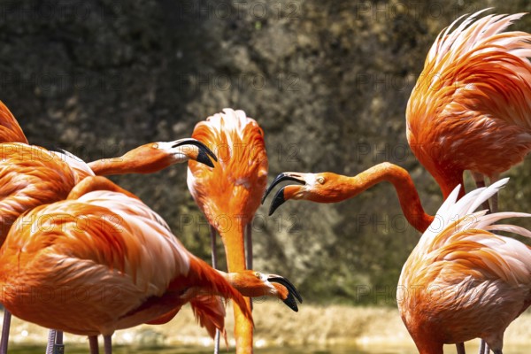 American flamingo, Phoenicopterus ruber, group of birds