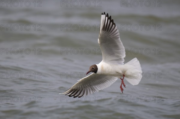 Black-headed gull (Chroicocephalus ridibundus) in summer plumage, in flight, looking for small fish, near Hvide Sande, Ringkøbing Fjord, North Sea, Denmark, Europe