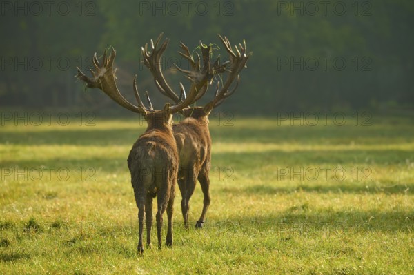 Red deer (Cervus elaphus), two stags with large antlers, during the rutting season, Germany, Europe