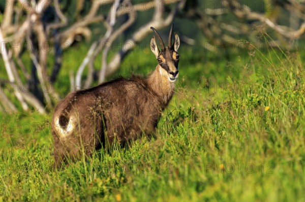 Goat on a green meadow looking slightly into the camera, chamois, chamois, (Rupicapra rupicaprae), wildlife, Vosges, France, Europe