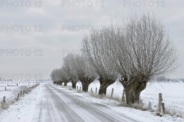 Gnarled old pollarded trees, pollarded willows (Salix sp.) along an icy country road on Bislicher Insel on a frosty winter morning with snow, typical, characteristic landscape, rural environment, rare weather conditions on the warm Lower Rhine, Bislicher Insel near Xanten, nationally known nature reserve, Wesel district, Rhineland, North Rhine-Westphalia, Germany, Western Europe, Europe