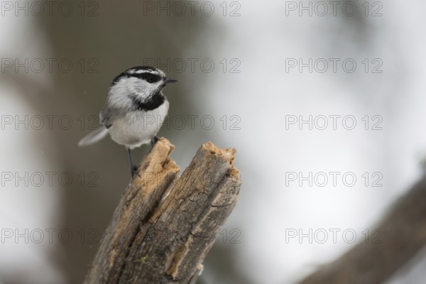 Gambel's Tit (Parus gambeli) in winter, small very agile tit species, frontal view, wildlife, nature in Yellowstone NP, USA, Wyoming, North America, United States of America, North America