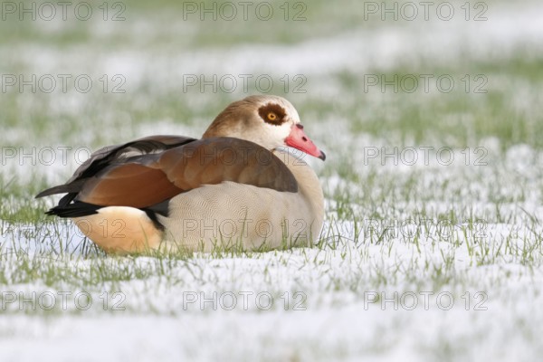 In winter... Nile goose (Alopochen aegyptiacus) resting in a field, lying in the snow, Nile geese are very robust wild geese that have multiplied and spread in Germany in recent years, their original home is Africa, Lower Rhine, North Rhine-Westphalia, Germany, Western Europe, Europe