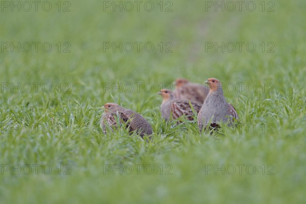 Small company... Grey partridge (Perdix perdix), partridge chain in the field, native birdlife, field and meadow birds severely threatened by intensive agriculture, also have numerous predators, wildlife, Rhineland, North Rhine-Westphalia, Germany, Western Europe, Europe