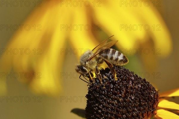 European honey bee (Apis mellifera), collecting nectar from a yellow coneflower (Echinacea paradoxa), Wilnsdorf, North Rhine-Westphalia, Germany, Europe