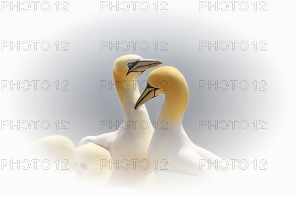 Northern gannet (Morus bassanus) on bird cliffs, pair courtship display, Helgoland Island, Schleswig-Holstein, Germany, Europe