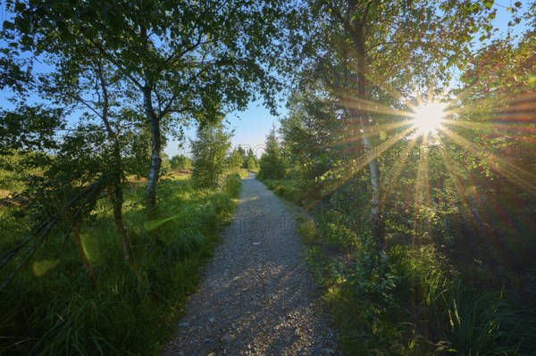 A path through the forest illuminated by the sun shining through the leaves, High Fens, Eifel, Liège, Belgium, Europe