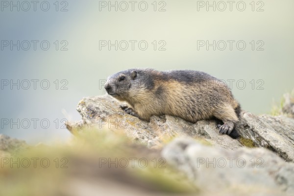 Alpine marmot (Marmota marmota) in autumn, Grossglockner, High Tauern National Park, Austria, Europe