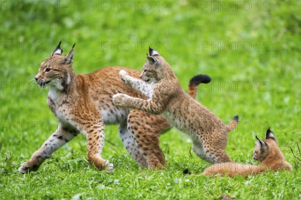 Eurasian lynx (Lynx lynx) mother with her youngsters, playing, jumping, Austria, Europe