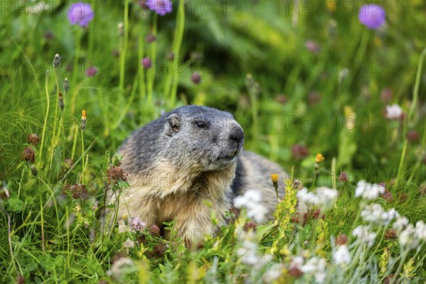 Alpine marmot (Marmota marmota) in autumn, Grossglockner, High Tauern National Park, Austria, Europe
