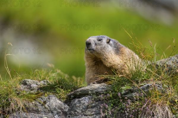Alpine marmot (Marmota marmota) in autumn, Grossglockner, High Tauern National Park, Austria, Europe