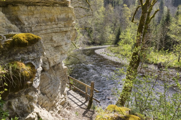 River Wutach in the Wutach Gorge, Black Forest, Baden-Württemberg, Germany, Europe