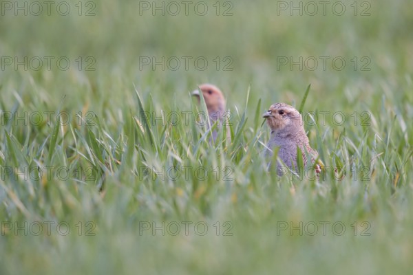 In the winter wheat... Grey partridge (Perdix perdix), two partridges sticking their heads out of the growing winter wheat, looking apparently disgruntled, birds of the field, species highly endangered by intensive farming, considerable population decline, native fauna, nature, wildlife, North Rhine-Westphalia, Germany, Europe