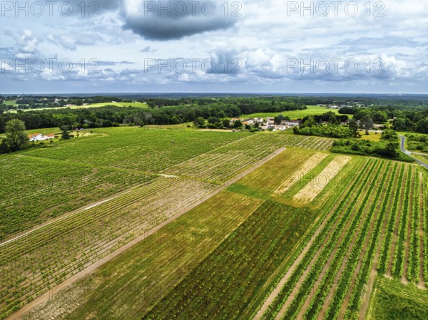 Vineyards and grape fields around Bordeaux from a drone, Saint-Mariens, Gironde, Nouvelle-Aquitaine, France, Europe