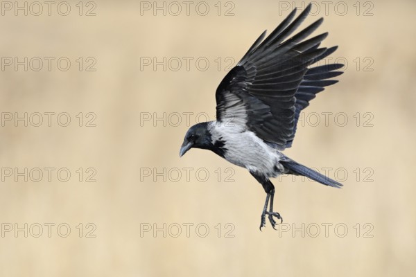 On the approach... Hooded Crow (Corvus cornix) in flight, flying, unmistakable raven bird due to its grey-black colouring, closely related to the Raven, occurrence mainly in eastern Germany, native birdlife, wildlife, nature, Mecklenburg-Western Pomerania, Germany, Europe
