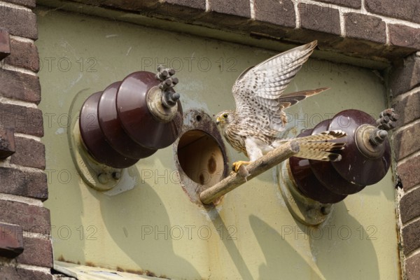 With a mouse in its clutches... Kestrel (Falco tinnunculus), female falcon at the entrance hole to the nesting aid in an old transformer house converted into a bird sanctuary, bird of prey feeding offspring, Lower Rhine, North Rhine-Westphalia, Germany, Western Europe, Europe