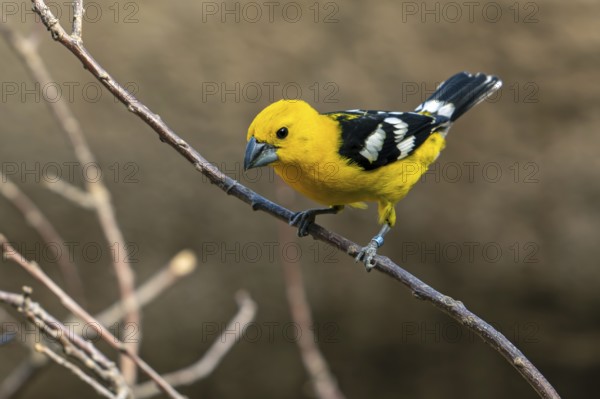 Mexican yellow grosbeak (Pheucticus chrysopeplus), adult male perched in tree, native to the Pacific slope of Mexico