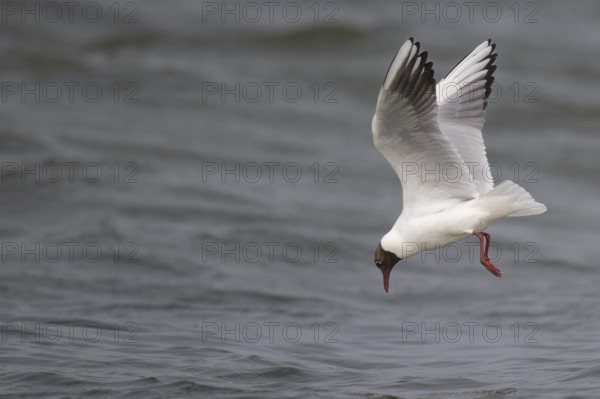 Black-headed gull (Chroicocephalus ridibundus) in summer plumage, flying above the sea surface, looking for small fish, near Hvide Sande, Ringkøbing Fjord, North Sea, Denmark, Europe