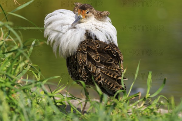 Bird with emphasised neck plumage, surrounded by green plants, Ruff (Calidris pugnax, Syn.: Philomachus pugnax), France, Europe
