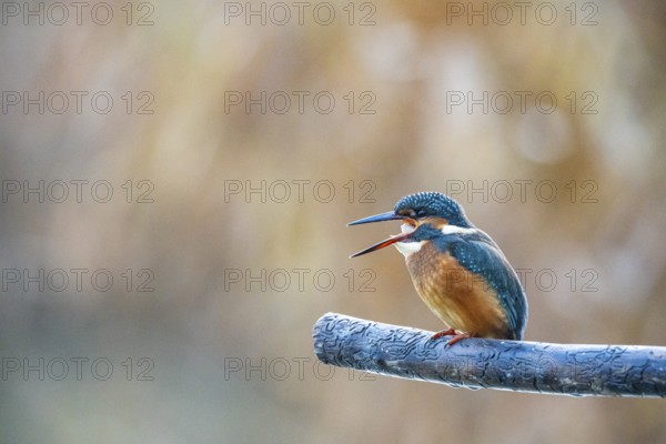 Kingfisher (Alcedo atthis) Germany