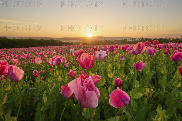Opium poppy (Papaver somniferum), sunrise over a poppy field, the flowers glow in pink, summer, Germerode, Geo nature park Park Frau-Holle-Land, Hoher Meissner, Hesse, Germany, Europe