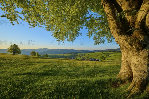View over a green meadow to a village at sunset, large beech tree in the foreground, spring, Schauinsland, Freiburg im Breisgau, Black Forest, Baden-Württemberg, Germany, Europe