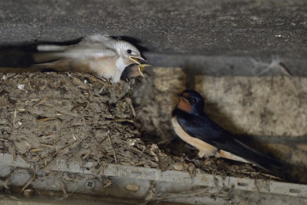 At the nest in the old cowshed... Barn Swallow (Hirundo rustica), adult bird with begging young birds, including a white young bird with a rare genetic defect, leucism prevents the colouring of the plumage, Lower Rhine, North Rhine-Westphalia, Germany, Western Europe, Europe