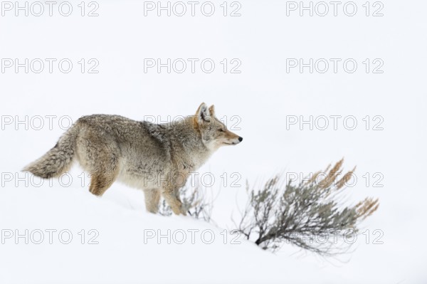 Coyote (Canis latrans) in winter, standing in beautiful snow-covered natural environment in high snow, taking in the weather, typical behaviour, typical posture, nature in Yellowstone NP, Wyoming, USA, North America, United States of America, North America