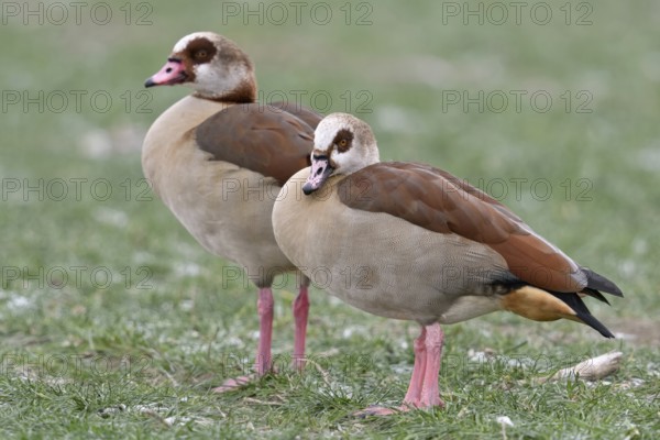 Newcomer... Nile goose (Alopochen aegyptiacus), wild geese, highly competitive invasive, in many places undesirable conspicuous species, displaces native species, original home in Africa, neozoan in the Lower Rhine region, North Rhine-Westphalia, Germany, Western Europe, Europe