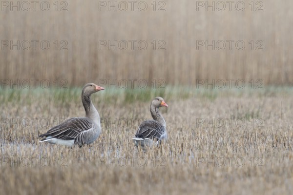 Greylag geese (Anser anser), wild geese in the reeds, probably a pair, standing in shallow water, looking around attentively, typical situation, wildlife, North Holland, Netherlands, Western Europe