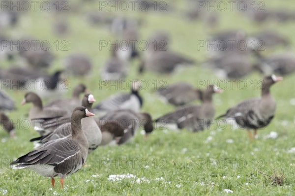 White-fronted geese (Anser albifrons) and Barnacle geese (Branta leucopsis), White-fronted geese, wintering Nordic wild geese, large flock resting, foraging on farmland, their large numbers and appetite cause feeding damage, crop failures on meadows and fields, are vigilant, typical behaviour, wild animals, Lower Rhine, North Rhine-Westphalia, Germany, Western Europe, Europe