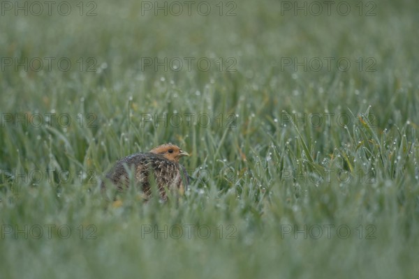 Pressed deep into the grass... Grey partridge (Perdix perdix) hiding in a dewy field in the early morning, generally known but rare native fieldfare, species highly endangered due to predation and habitat loss, Lower Rhine, Rhineland, North Rhine-Westphalia, Germany, Western Europe, Europe