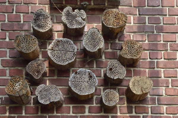Insect hotel... Transformer house Mönchengladbach (Hilderath), holes drilled in wooden discs provide shelter and egg-laying facilities for a variety of insects, attached to a former transformer station, now a species conservation tower, Lower Rhine, North Rhine-Westphalia, Germany, Western Europe, Europe