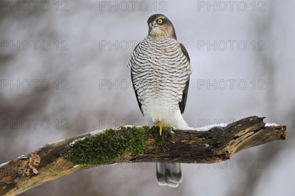 On the hunt for songbirds... Sparrowhawk (Accipiter nisus), native, fast, very agile bird of prey observed in winter and hunts small birds from its perch, Lower Rhine, North Rhine-Westphalia, Germany, Western Europe, Europe