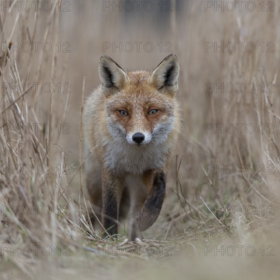 Red fox (Vulpes vulpes), fox running along a fox path through reeds, frontal, detailed close-up, alert eyes, alert gaze, foxes often use the same paths when foraging through their territory, treading paths, native nature, North Holland, Netherlands, Western Europe