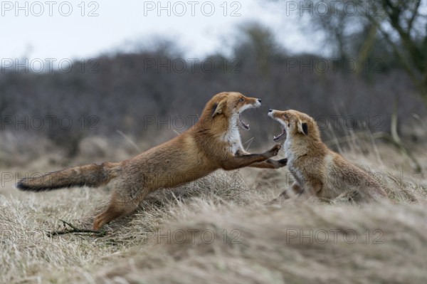 Red fox (Vulpes vulpes), two foxes fighting, attack each other, are aggressive, threaten with open fangs, show their teeth with their ears laid back, territorial dispute during the breeding season, native nature, North Holland, Netherlands, Western Europe