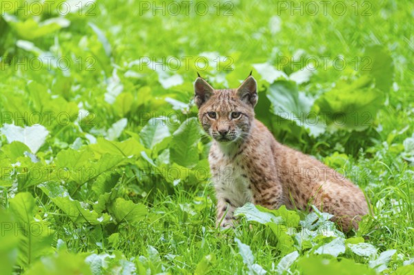 Eurasian lynx (Lynx lynx) youngster on a meadow, Bavaria, Germany, Europe