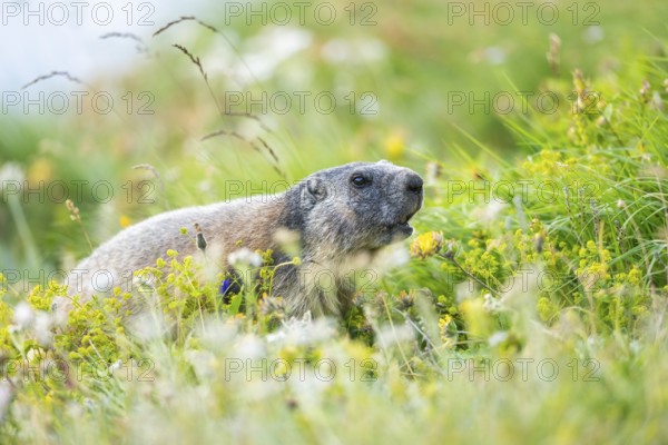 Alpine marmot (Marmota marmota) in autumn, Grossglockner, High Tauern National Park, Austria, Europe